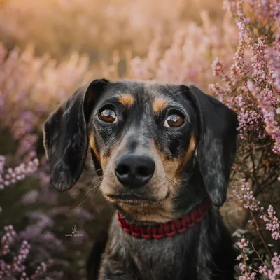 @dachshund_coco_und_vanessa profile image