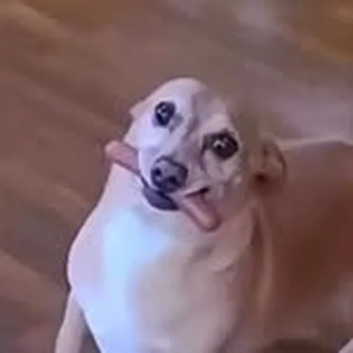 @daily_hot_dog_sam profile image