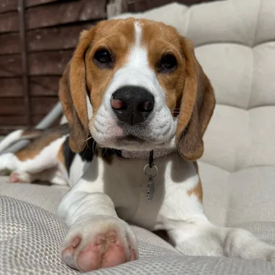@daisysbeaglelife profile image