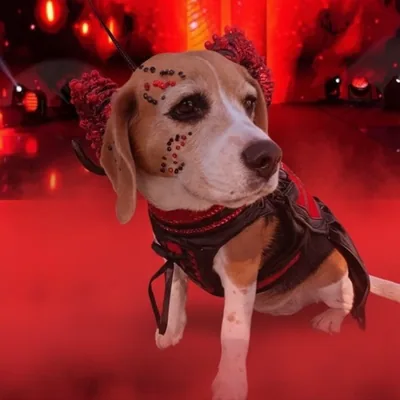 @danka_beagle profile image