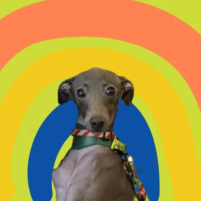 @dantesuricato profile image