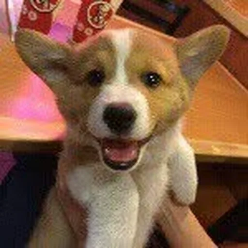 @dashthecorgi profile image