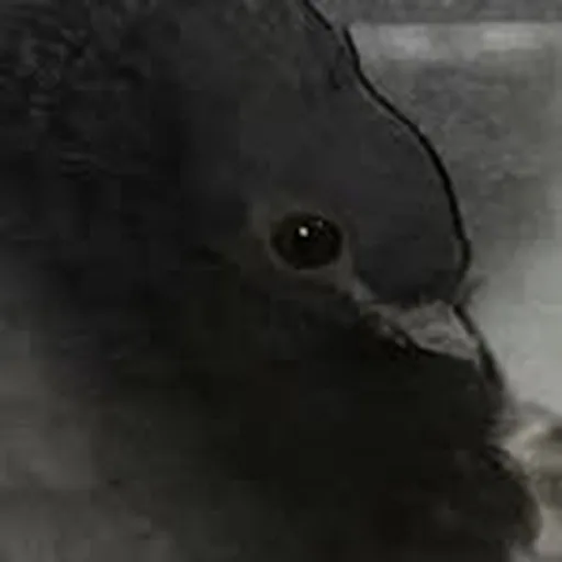 @dawlissh profile image