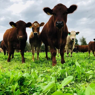 @deckfamilyfarm profile image