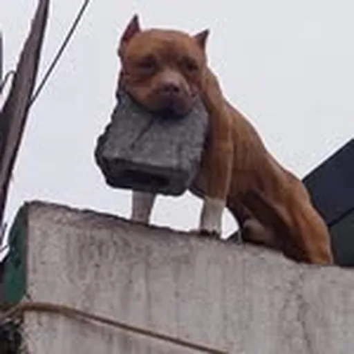 @devilsbed_ profile image