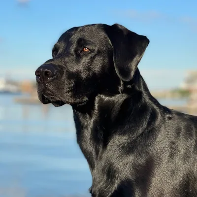 @dexthedoggydog profile image