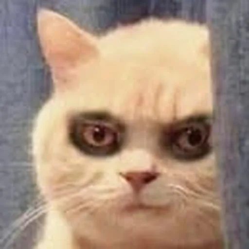 @discopololajf profile image