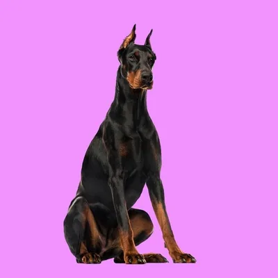 @doberman.express profile image