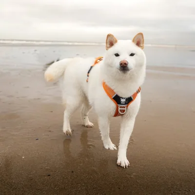 @doge.yuki profile image