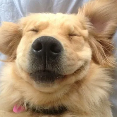 @doggosbeingdoggos profile image