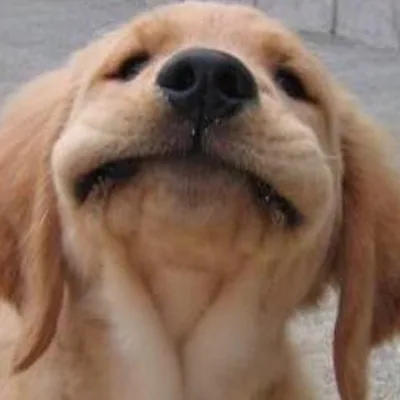 @doggosbeinggood profile image