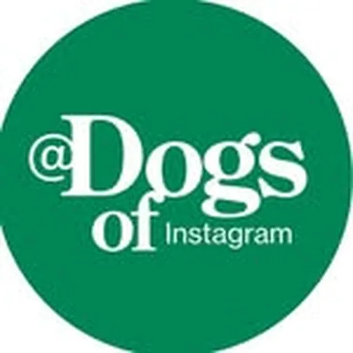 @dogsofinstagram profile image