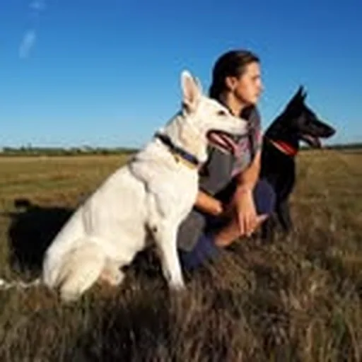@dogtrening profile image