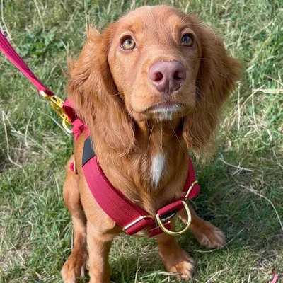@doothecockerpoo profile image