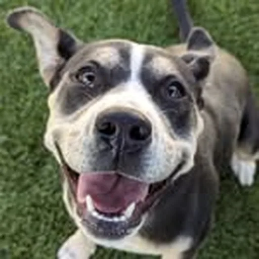@downeyanimalslaco profile image