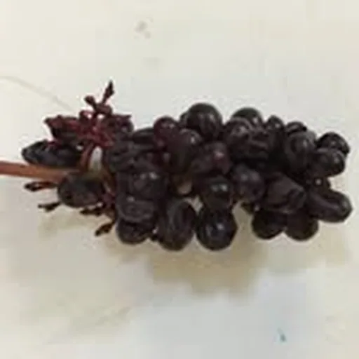 @drinkdujac profile image