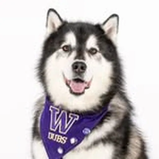 @dubs_uw profile image