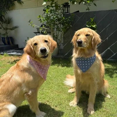 @dukeanddaisyofsprings profile image