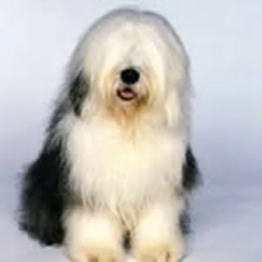 @duluxirl profile image