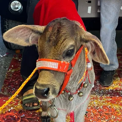 @educated_dudhwala profile image
