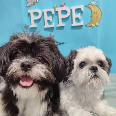 @elperrito_pepe profile image