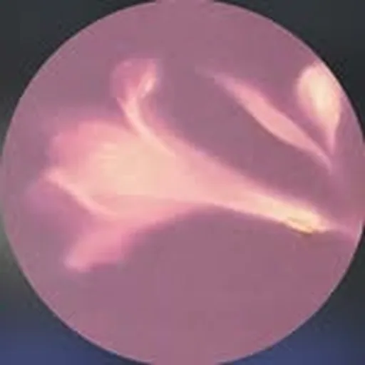 @eweleiula profile image