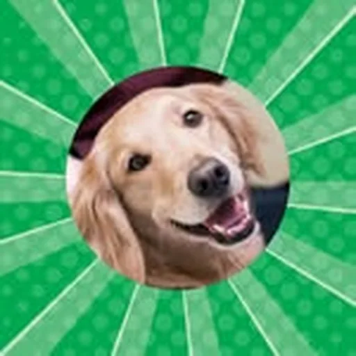 @facilitydogsofchoa profile image