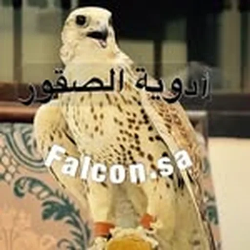 @falcon.sa profile image