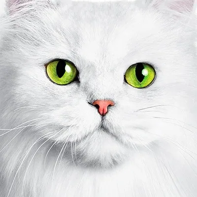 @fancyfeastcatfood profile image