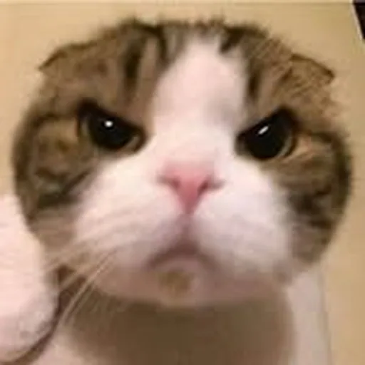 @farddin profile image