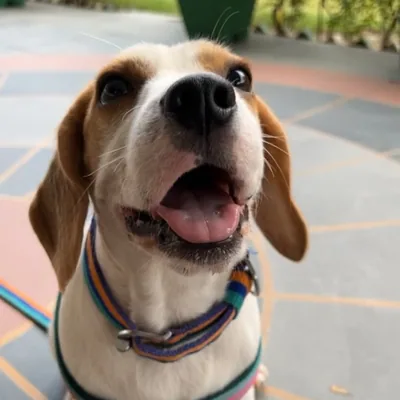 @felix.thebeagle profile image
