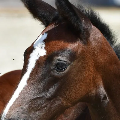 @flandersfoalauction profile image