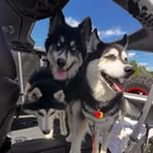 @floofinators profile image