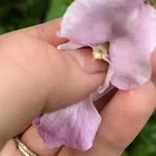 @flornicating profile image