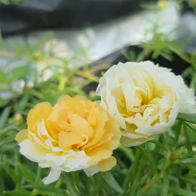 @flowers_land66 profile image