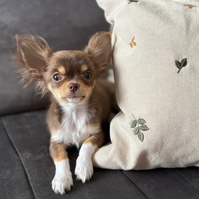 @fonsthechihuahua profile image