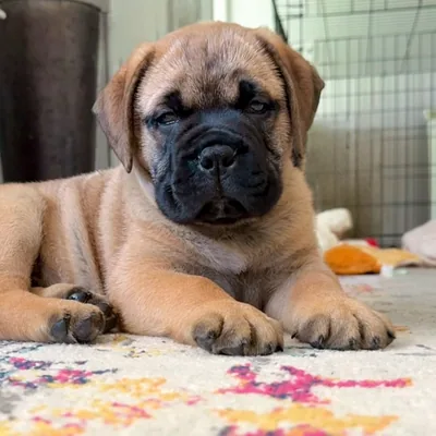 @fonzeethebullmastiff profile image