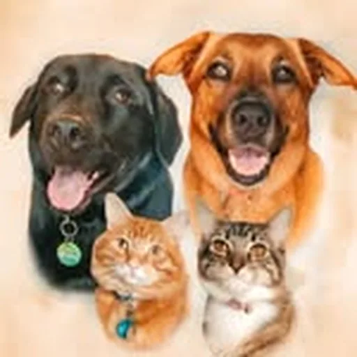 @fourjollypets profile image