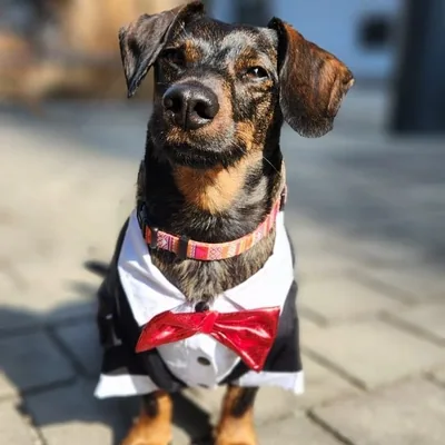 @franky_wanderpaws profile image