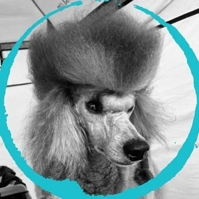 @franz_thesilverpoodle profile image