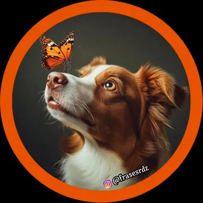 @frasesrdz profile image
