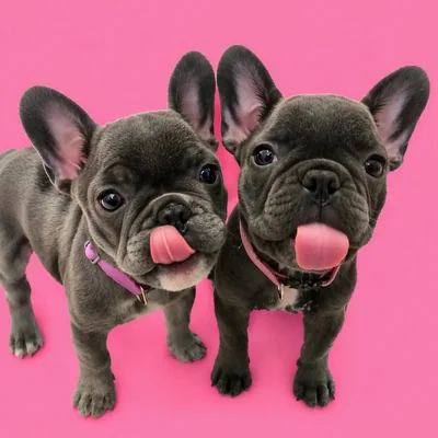 @frenchie.lucca profile image