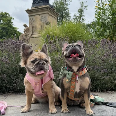 @frenchies.nalaroxy profile image