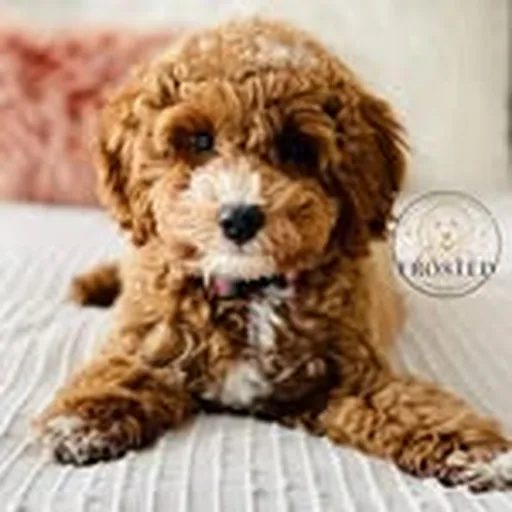 @frostedgoldendoodles profile image