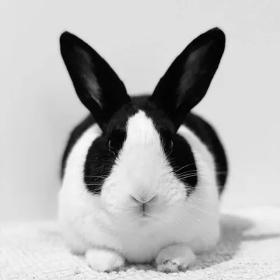 @funny.cute.rabbit profile image