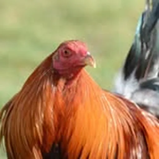 @gallosgamefowldotcom profile image