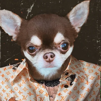 @gazelle_blanche profile image