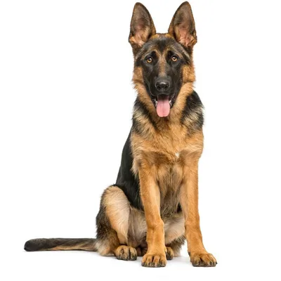 @german.shepherd.things profile image