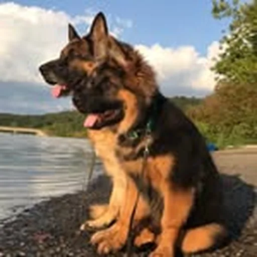 @german_shep_bros profile image