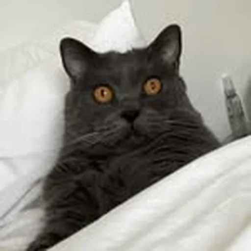 @gina_folly profile image